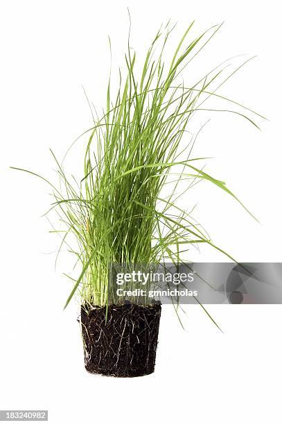 gras - grass isolated stock-fotos und bilder