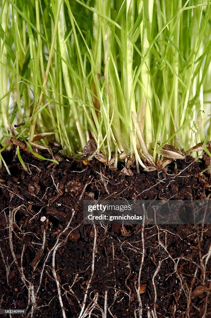 Grass with exposed roots growing down thru dirt soil closeup