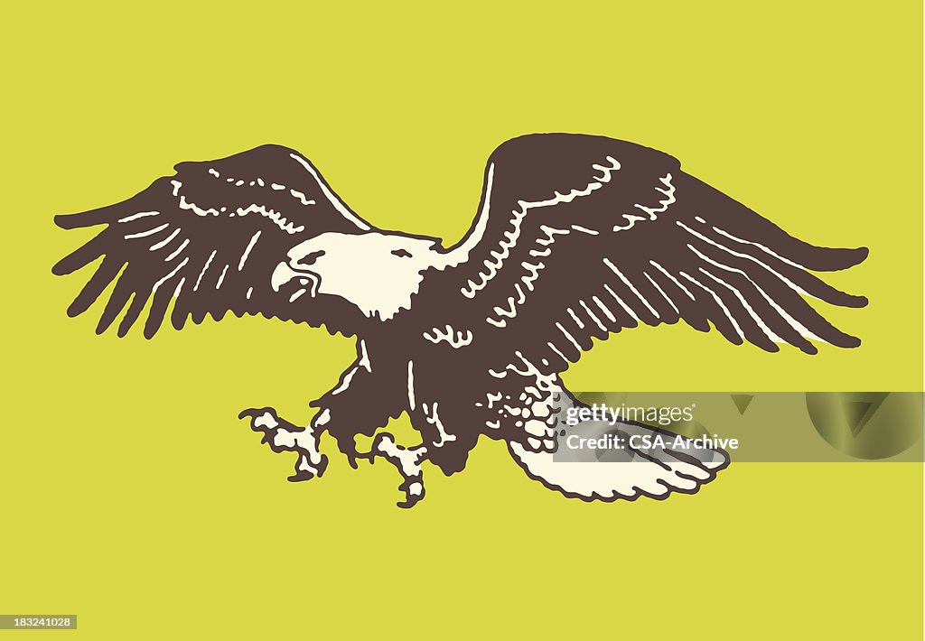 Bald Eagle About to Land