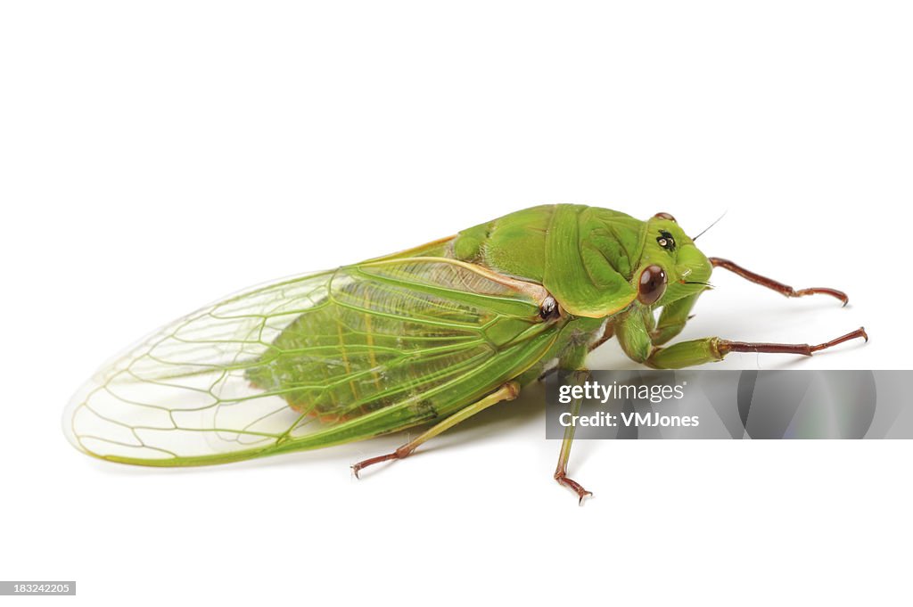 Green Grocer Cicada