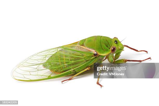 green grocer cicada - animal exoskeleton stock pictures, royalty-free photos & images
