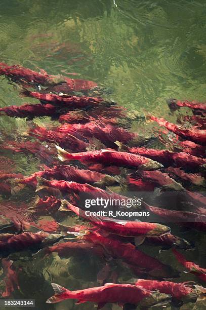 school of spawning sockeye salmon - sockeye salmon stock pictures, royalty-free photos & images