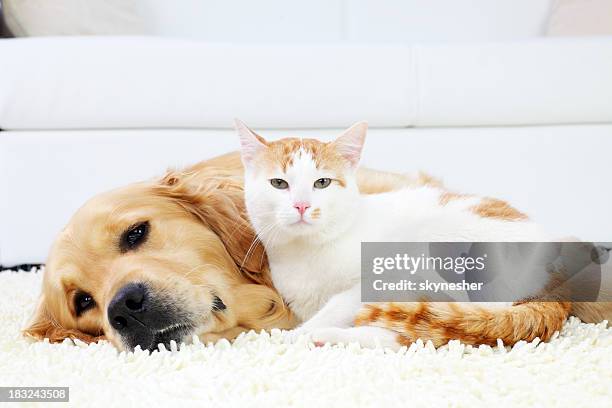 katze und hund ruhen zusammen. - cat and dog together stock-fotos und bilder