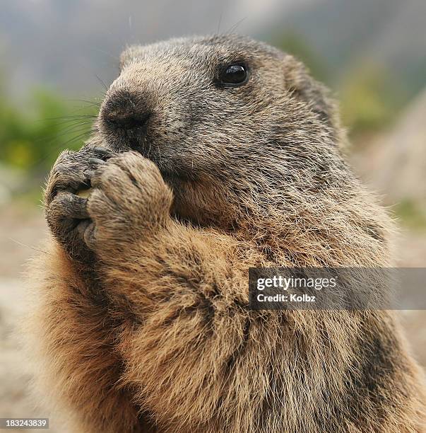 marmot eating - groundhog stock pictures, royalty-free photos & images