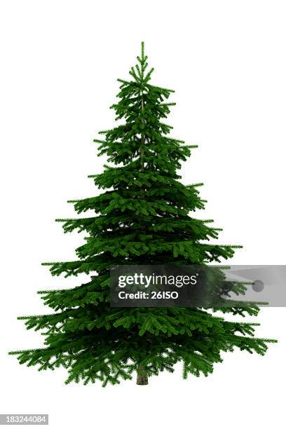 árbol de navidad aislado sobre fondo blanco, xxxl - abeto picea fotografías e imágenes de stock