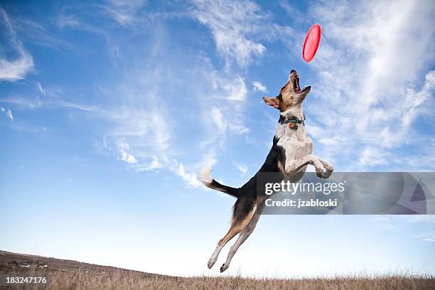 disco volador perro - receptor fotografías e imágenes de stock