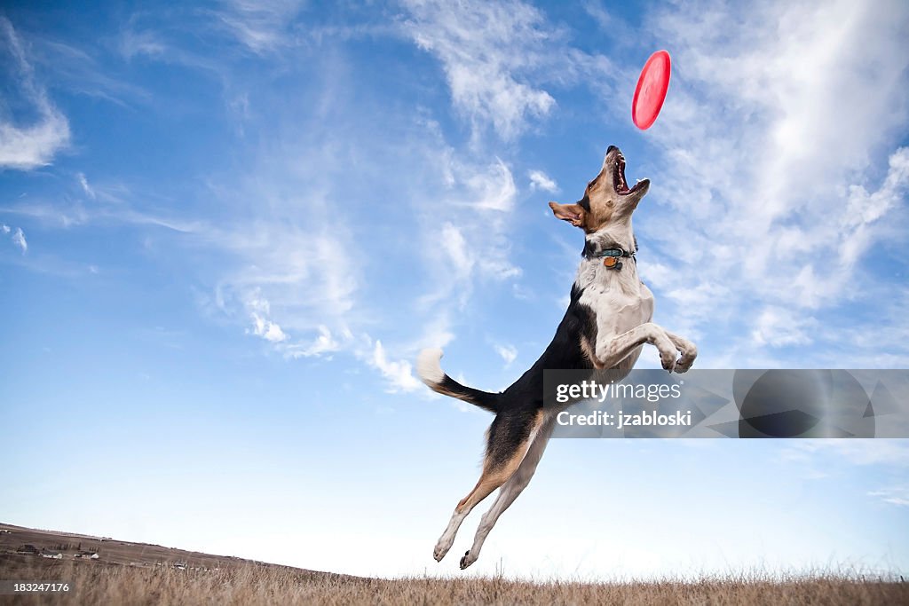 Frisbee dog