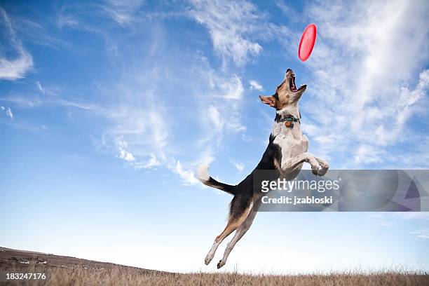 frisbee dog - dog stock pictures, royalty-free photos & images
