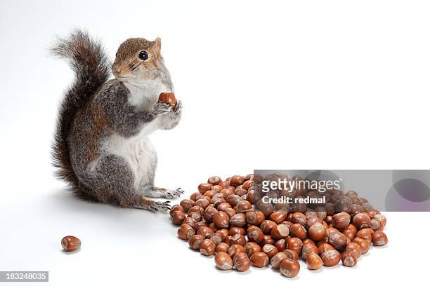squirelling nuts - eekhoorn stockfoto's en -beelden