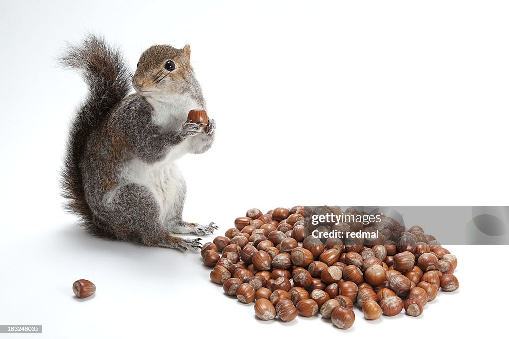 Squirelling nuts