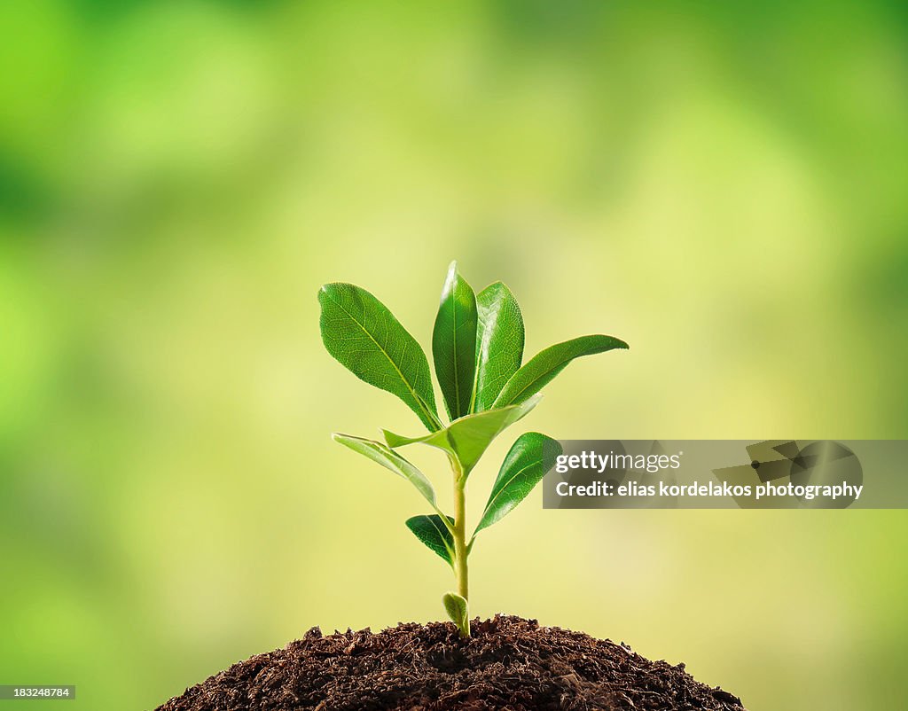 Small plant isolated