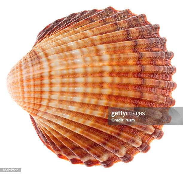 isolated shell on white background - sea shells stock pictures, royalty-free photos & images