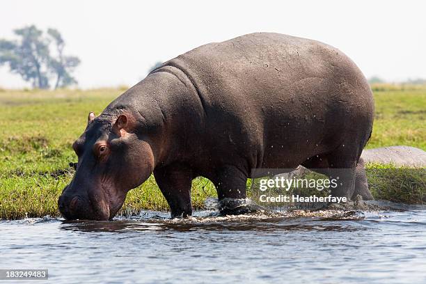 hippopotamus at edge of water, chobe national park, botswana - chobe national park stock pictures, royalty-free photos & images