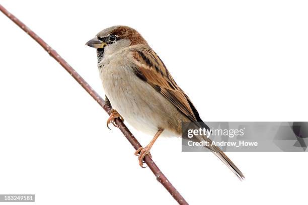 house sparrow (passer domesticus) - sperling stock-fotos und bilder