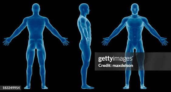 Human body of a slim man, for study Human body of a slim man, for study
