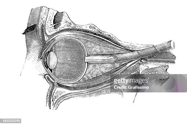 ilustraciones, imágenes clip art, dibujos animados e iconos de stock de grabado sección transversal de ojo humano - optic nerve