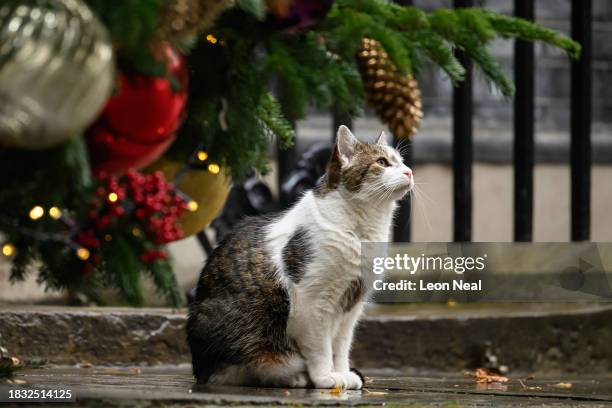 Larry the cat is seen outside the door of number 10, Downing Street on December 05, 2023 in London, England.