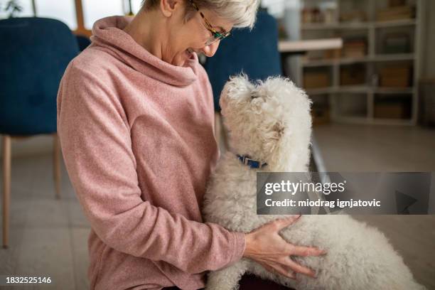 woman playing with her dog at home - 1 minute 50 stock pictures, royalty-free photos & images