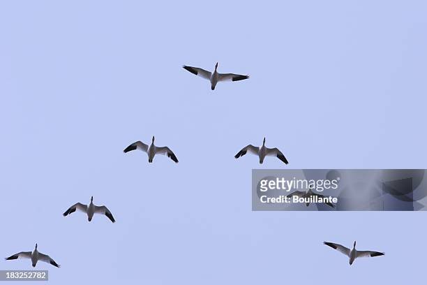 a liderança - birds flying - fotografias e filmes do acervo