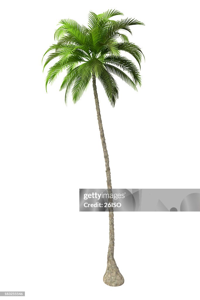 Palm Tree Render isoliert auf weißem Hintergrund (XXXL