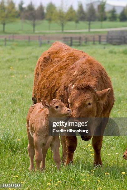 beef cow and calf - calf stock pictures, royalty-free photos & images