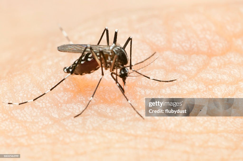 Tiger mosquito