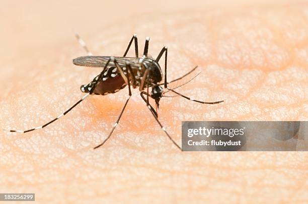 tiger mosquito - mosquito stock pictures, royalty-free photos & images