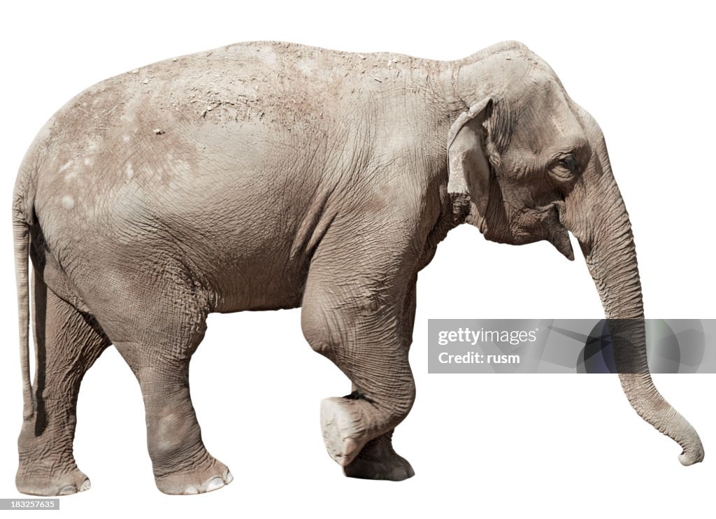 Indian Elephant isolated with clipping path on white background
