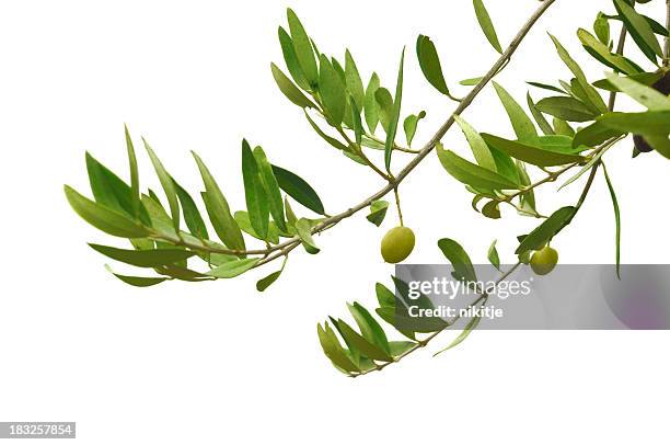 close-up of green olives hanging on branches - olijfboom stockfoto's en -beelden