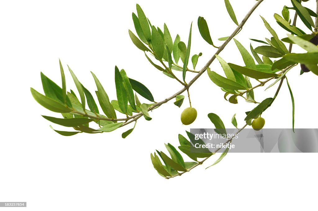 Close-up of green olives hanging on branches