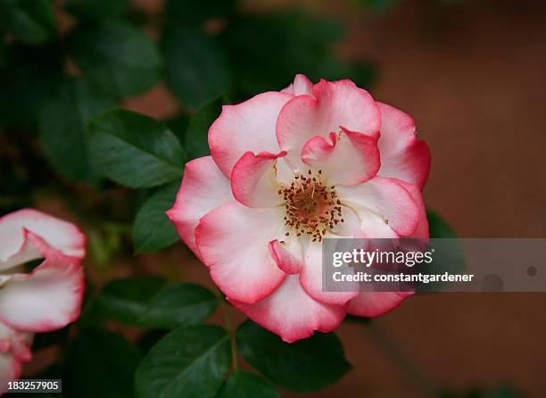 wild pink and white rose - single rose stock pictures, royalty-free photos & images