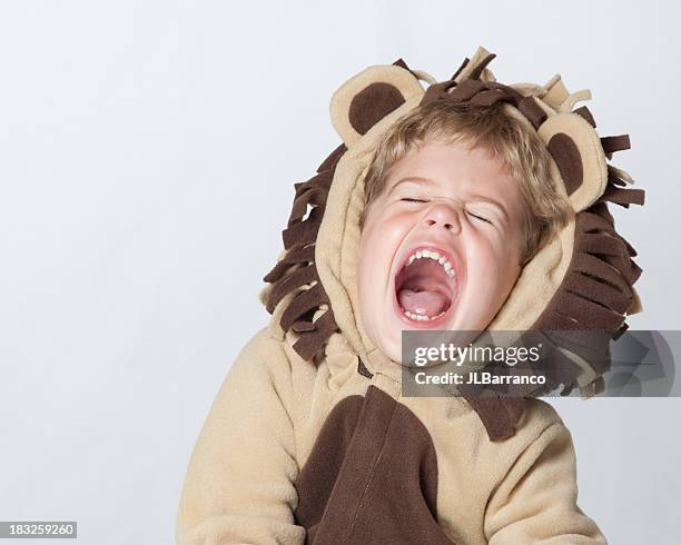 roaring lachen lion - tiergebrüll stock-fotos und bilder