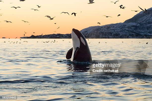 großen orkas sonnenuntergang spyhop - breaching stock-fotos und bilder