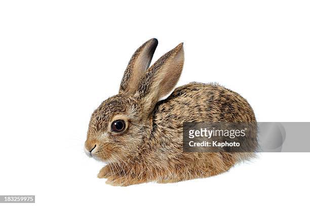 bunny - lapereau photos et images de collection