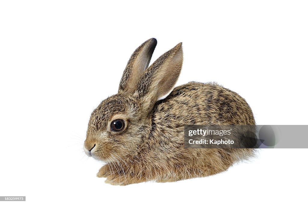 Bunny
