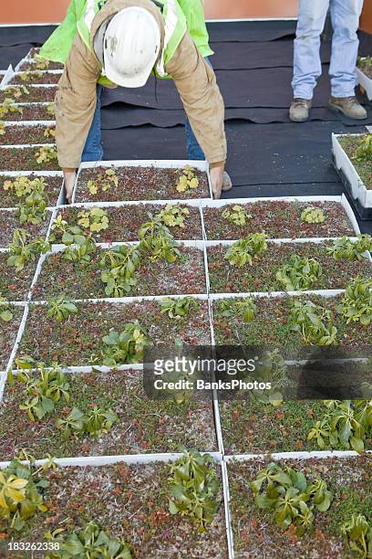 worker installing a green roof at commercial construction site - green roof stock pictures, royalty-free photos & images