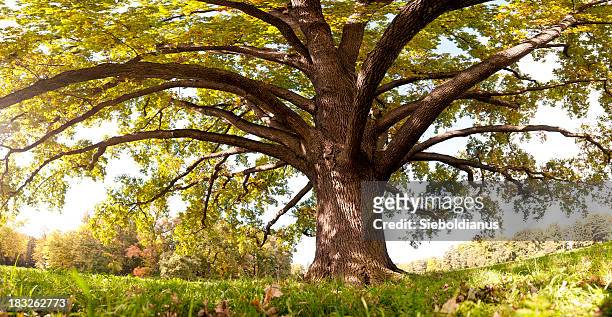 oak tree in late summer, wide-angle panoramic (frog's eye view). - english oak stock pictures, royalty-free photos & images