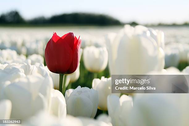 red tulip on white - opposite stock pictures, royalty-free photos & images