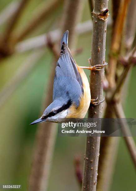 nuthatch (sitta europaea) - nuthatch stock pictures, royalty-free photos & images