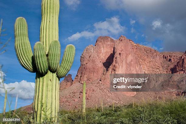 desert mountain landscape - phoenix arizona cactus stock pictures, royalty-free photos & images