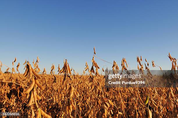 indiana soybean field and farm - soy crop stock pictures, royalty-free photos & images