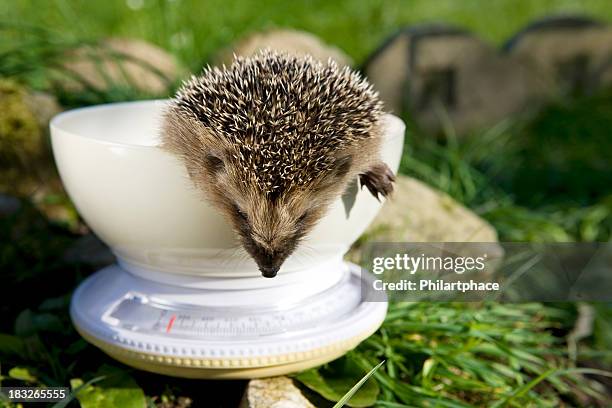 hedgehog on kitchen scales - kitchen scale stock pictures, royalty-free photos & images