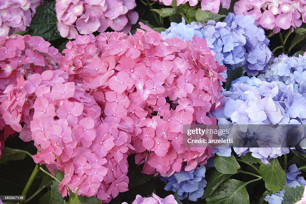 Hortensias à grandes feuilles