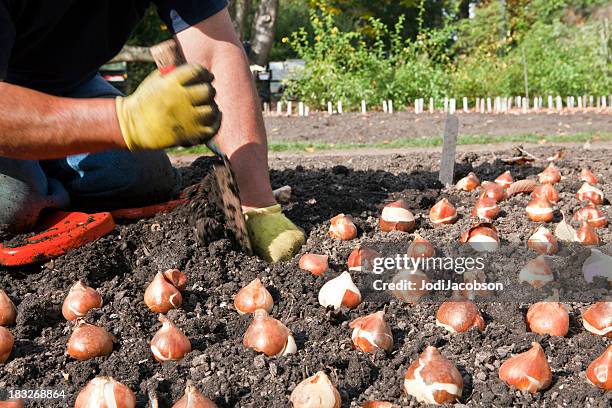 tulip bulbs - plant bulb stock pictures, royalty-free photos & images