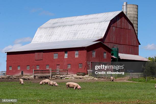 pigs on farm - sow pig stock pictures, royalty-free photos & images