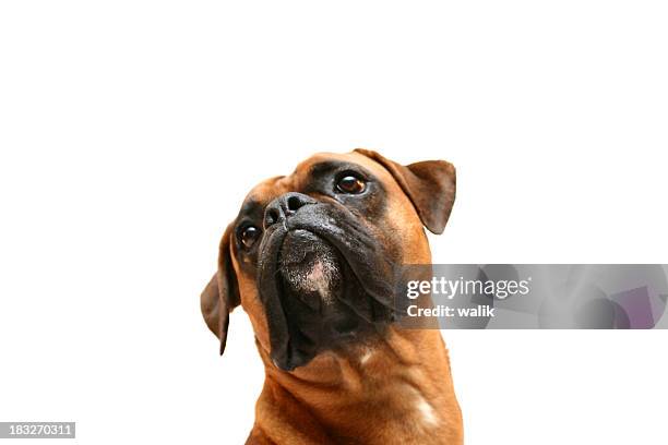 just max - boxer dog isolated stock pictures, royalty-free photos & images