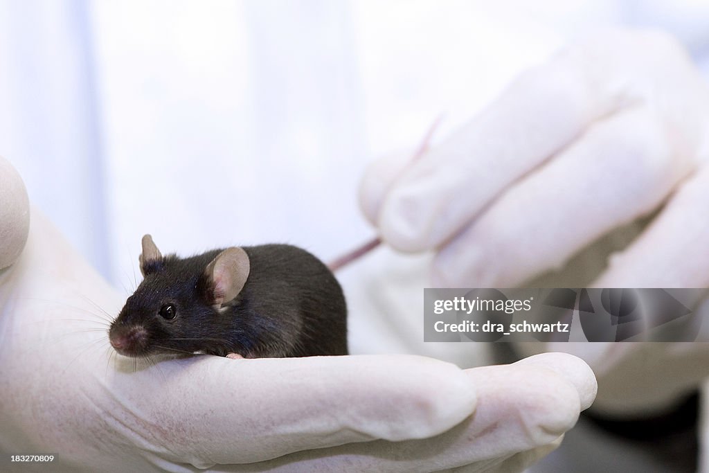 Hunched Lab Mouse Lab Mouse High-Res Stock Photo - Getty Images