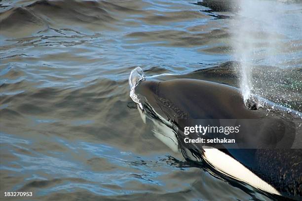 close up photo of an orca surfacing - blåshål djurkroppsdel bildbanksfoton och bilder