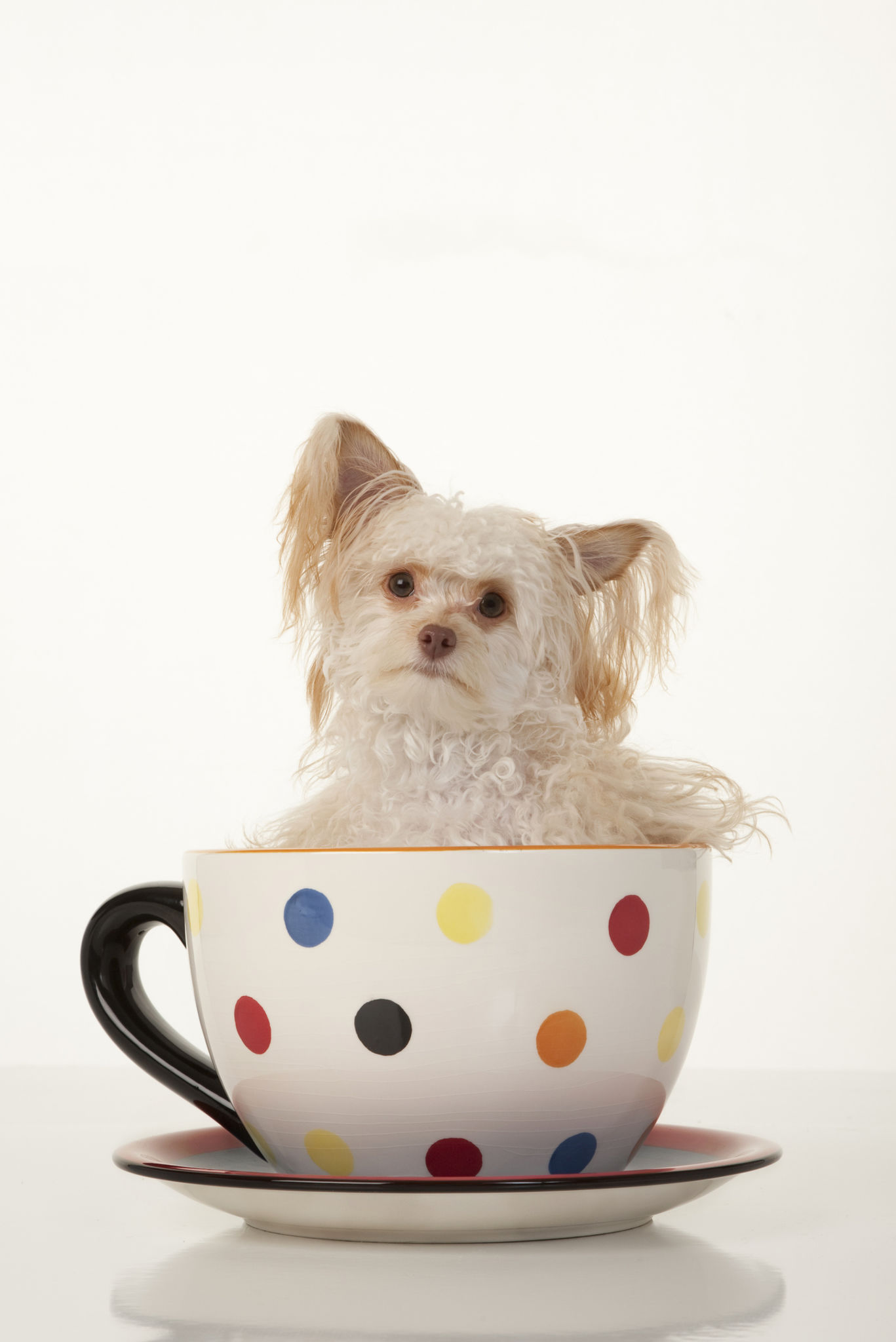 teacup maltipoo