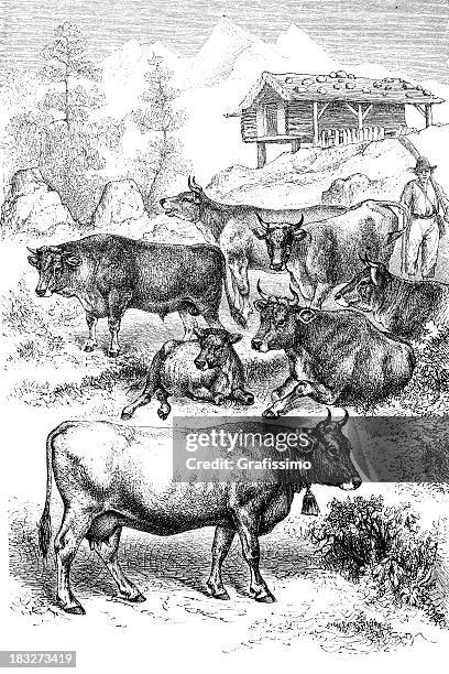 engraving cows in the alpes with farmer - holstein cows stock illustrations